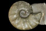 Fossil Triassic Ammonite (Ceratites) - Germany #130201-2